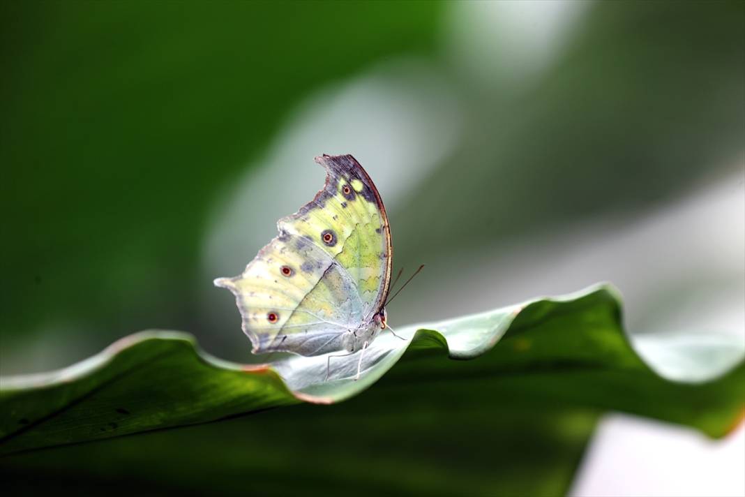 Konya’nın ünlü bahçesinde 10 bin kelebek vuslat için ilk kez kanat çırpacak 7